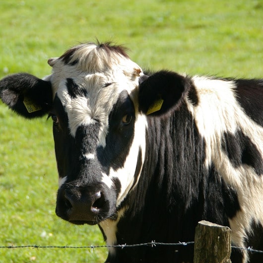 Hodowla krów mlecznych (opłacalność, systemy, żywienie) - kompleksowy poradnik