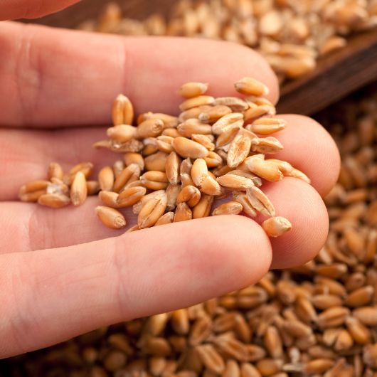 Cena zboża 2023 - prognozy i analizy